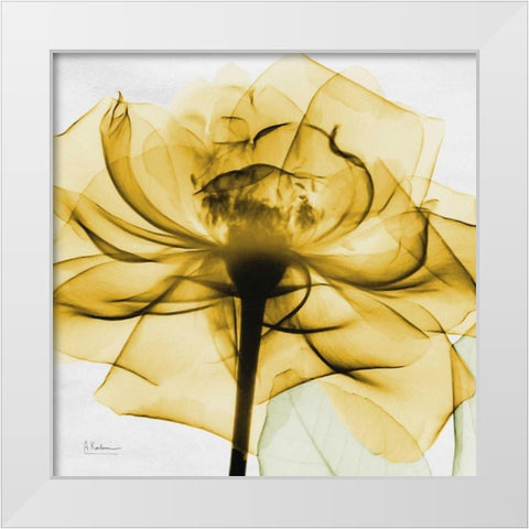 Golden Rose White Modern Wood Framed Art Print by Koetsier, Albert