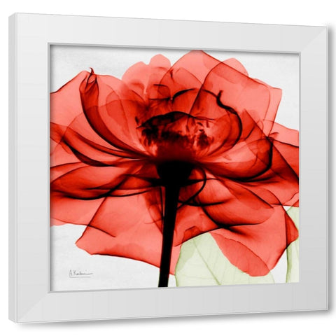 Golden Rose White Modern Wood Framed Art Print by Koetsier, Albert