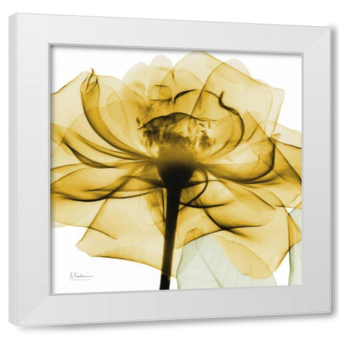 Golden Rose White Modern Wood Framed Art Print by Koetsier, Albert