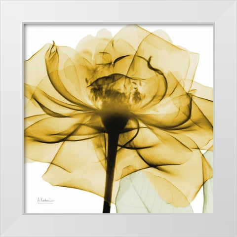 Golden Rose White Modern Wood Framed Art Print by Koetsier, Albert