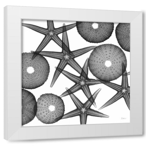 Starfish Sea Urchins F82 White Modern Wood Framed Art Print by Koetsier, Albert