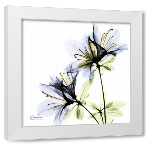 Blue Twin Azalea in Bloom White Modern Wood Framed Art Print by Koetsier, Albert