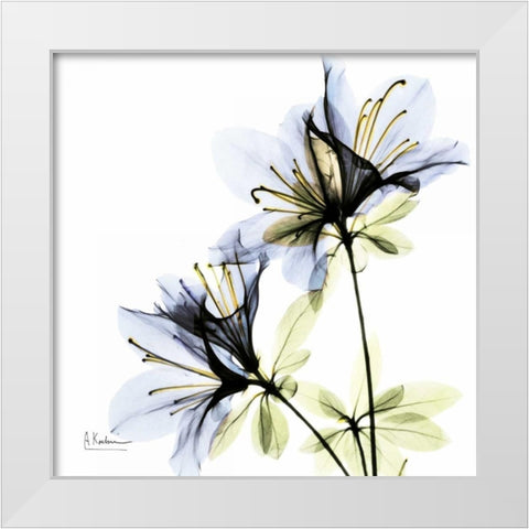 Blue Twin Azalea in Bloom White Modern Wood Framed Art Print by Koetsier, Albert