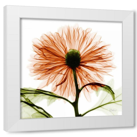 Chrysanthemum White Modern Wood Framed Art Print by Koetsier, Albert