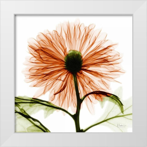 Chrysanthemum White Modern Wood Framed Art Print by Koetsier, Albert