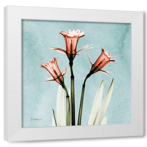 Daffodil Believe White Modern Wood Framed Art Print by Koetsier, Albert