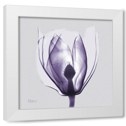 Purple Tulip Bud on Purple White Modern Wood Framed Art Print by Koetsier, Albert