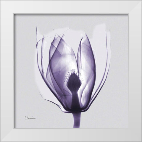 Purple Tulip Bud on Purple White Modern Wood Framed Art Print by Koetsier, Albert