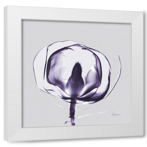 Purple Tulip Bud Open on Purple White Modern Wood Framed Art Print by Koetsier, Albert