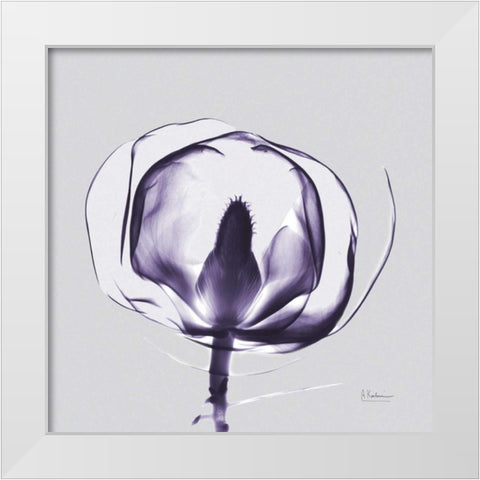Purple Tulip Bud Open on Purple White Modern Wood Framed Art Print by Koetsier, Albert