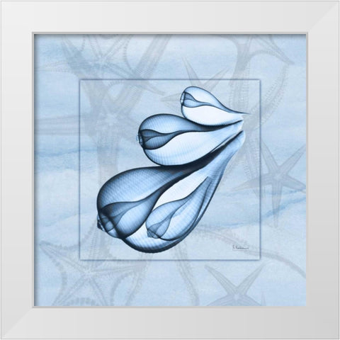 Triple Shells on Blue White Modern Wood Framed Art Print by Koetsier, Albert