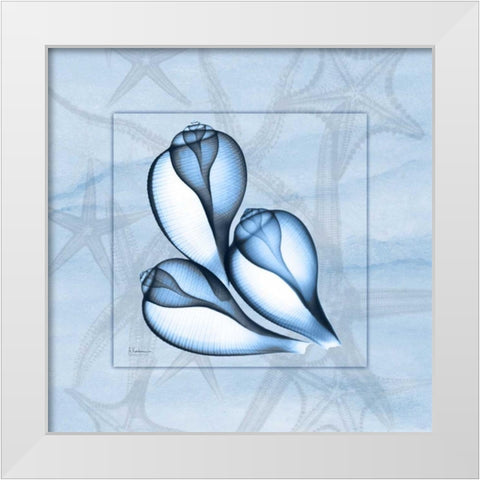 Triplet Shells on Blue White Modern Wood Framed Art Print by Koetsier, Albert