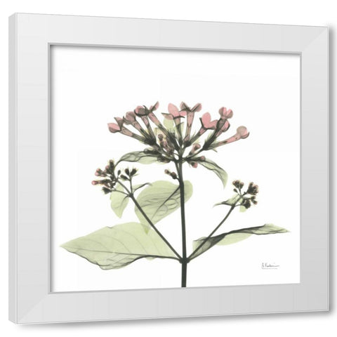 Pretty Pink Blooms White Modern Wood Framed Art Print by Koetsier, Albert