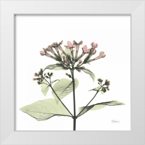 Pretty Pink Blooms White Modern Wood Framed Art Print by Koetsier, Albert