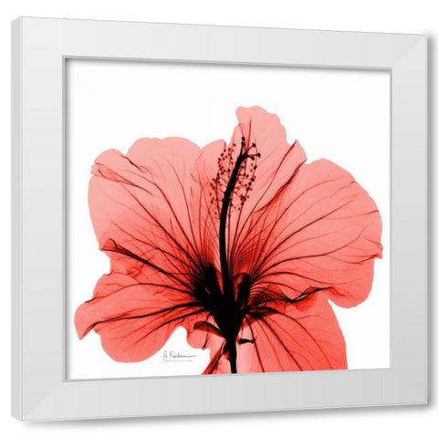 Close Up of Red Beauty White Modern Wood Framed Art Print by Koetsier, Albert