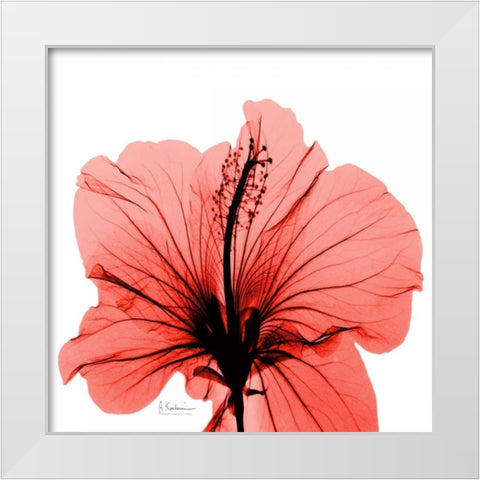 Close Up of Red Beauty White Modern Wood Framed Art Print by Koetsier, Albert