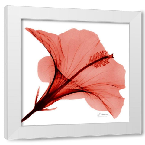 Close Up of Red Beauty 2 White Modern Wood Framed Art Print by Koetsier, Albert