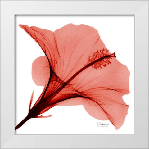 Close Up of Red Beauty 2 White Modern Wood Framed Art Print by Koetsier, Albert