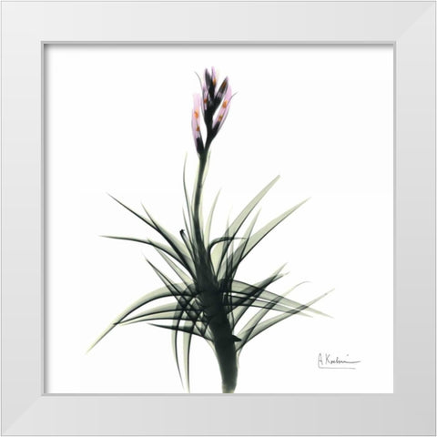 Briannas Bud White Modern Wood Framed Art Print by Koetsier, Albert