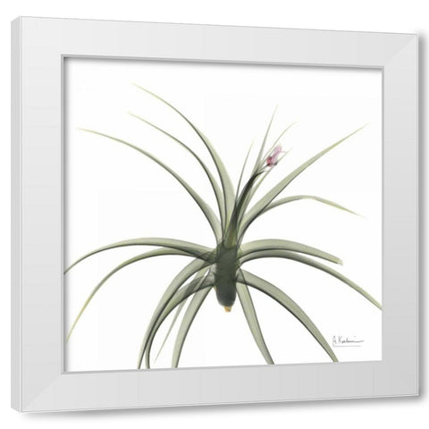 Brendas Bud White Modern Wood Framed Art Print by Koetsier, Albert