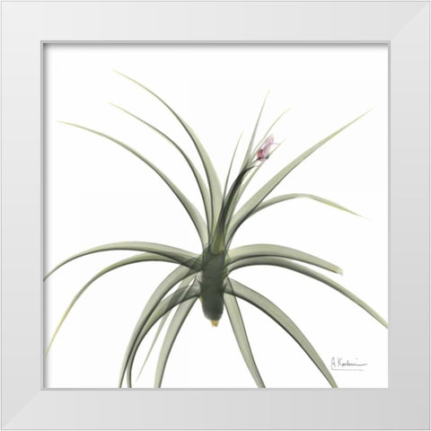 Brendas Bud White Modern Wood Framed Art Print by Koetsier, Albert