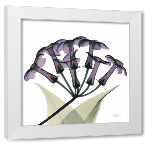 Purple Stephanotis Close up White Modern Wood Framed Art Print by Koetsier, Albert