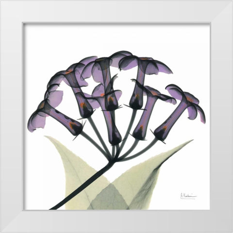 Purple Stephanotis Close up White Modern Wood Framed Art Print by Koetsier, Albert