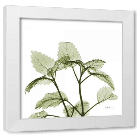 Green Leaves in Bloom White Modern Wood Framed Art Print by Koetsier, Albert
