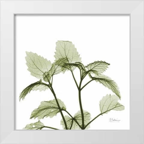 Green Leaves in Bloom White Modern Wood Framed Art Print by Koetsier, Albert