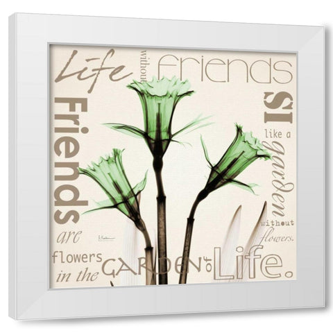 Daffodil Life White Modern Wood Framed Art Print by Koetsier, Albert