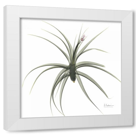 ZeroEntropyTillandsiaR51 White Modern Wood Framed Art Print by Koetsier, Albert