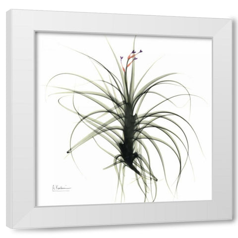 TillandsiaTOP White Modern Wood Framed Art Print by Koetsier, Albert