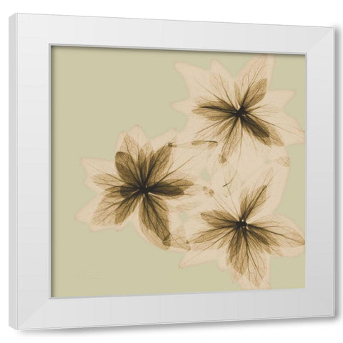 Starburst White Modern Wood Framed Art Print by Koetsier, Albert