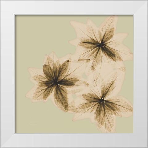 Starburst White Modern Wood Framed Art Print by Koetsier, Albert