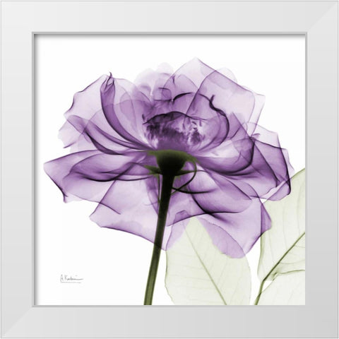 purpleRose White Modern Wood Framed Art Print by Koetsier, Albert