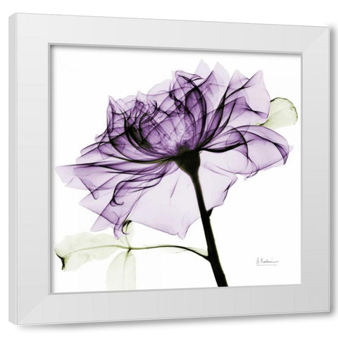 purpleRose2 White Modern Wood Framed Art Print by Koetsier, Albert