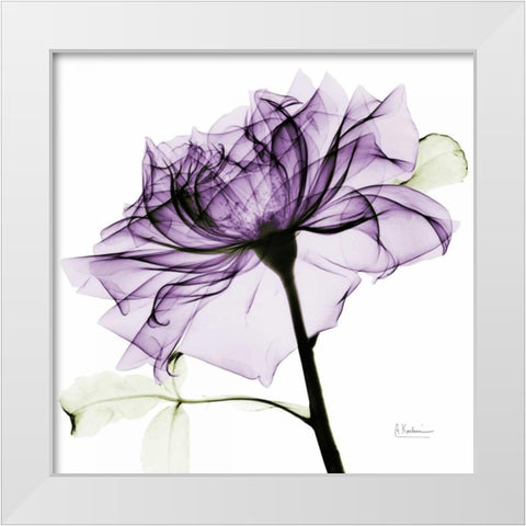 purpleRose2 White Modern Wood Framed Art Print by Koetsier, Albert