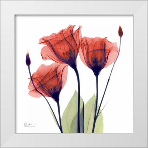 Gentian Red White Modern Wood Framed Art Print by Koetsier, Albert