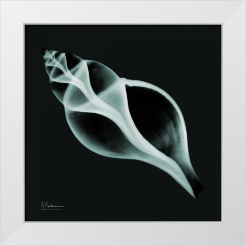 Tulip Shell_sepia White Modern Wood Framed Art Print by Koetsier, Albert