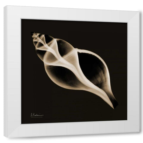 Tulip Shell_sepia White Modern Wood Framed Art Print by Koetsier, Albert