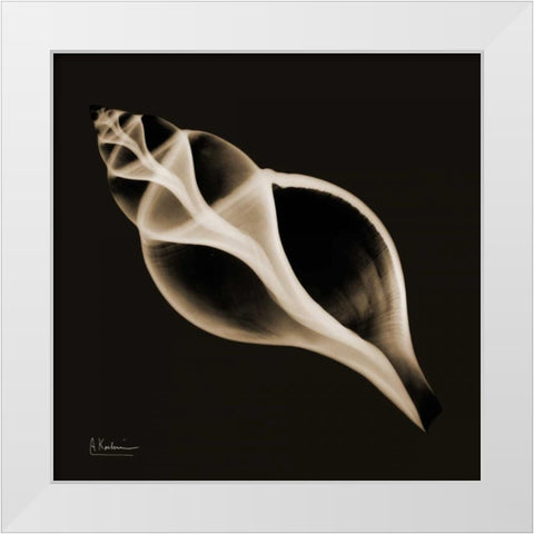 Tulip Shell_sepia White Modern Wood Framed Art Print by Koetsier, Albert
