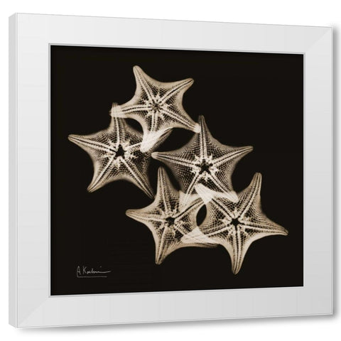 Starfish_sepia White Modern Wood Framed Art Print by Koetsier, Albert