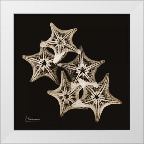 Starfish_sepia White Modern Wood Framed Art Print by Koetsier, Albert