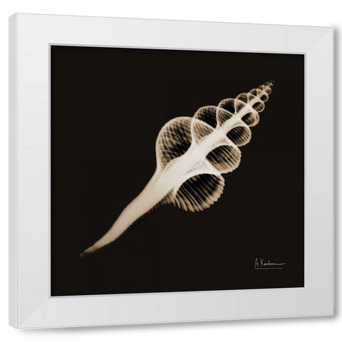 Fusinus Colus_sepia White Modern Wood Framed Art Print by Koetsier, Albert