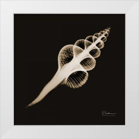 Fusinus Colus_sepia White Modern Wood Framed Art Print by Koetsier, Albert