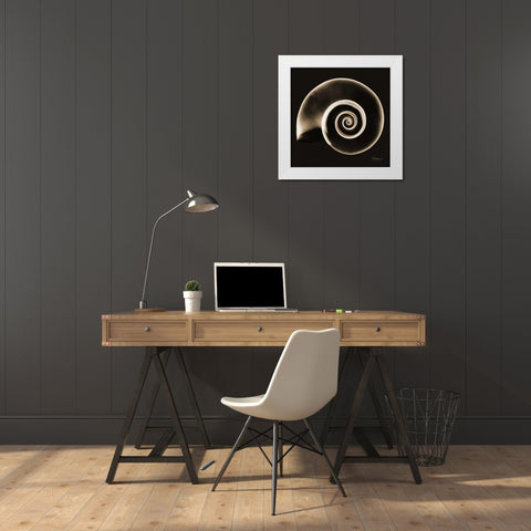 Rams horn Snail Shell Sepia White Modern Wood Framed Art Print by Koetsier, Albert