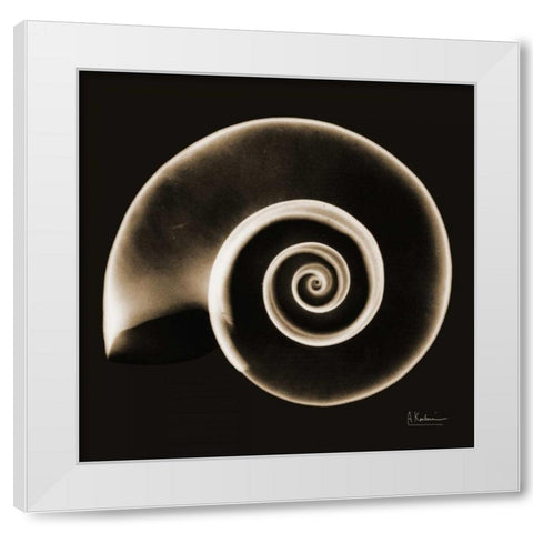 Rams horn Snail Shell Sepia White Modern Wood Framed Art Print by Koetsier, Albert