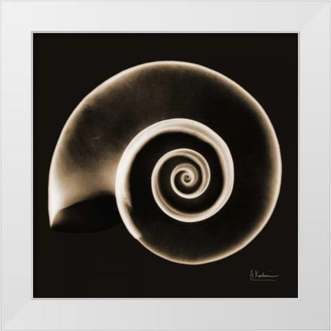 Rams horn Snail Shell Sepia White Modern Wood Framed Art Print by Koetsier, Albert