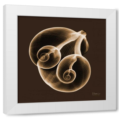 Fig Shells F140 White Modern Wood Framed Art Print by Koetsier, Albert