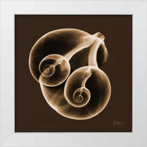 Fig Shells F140 White Modern Wood Framed Art Print by Koetsier, Albert